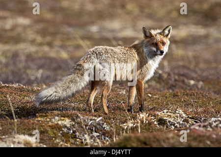 Red Fox, dans le Nord de la Norvège Banque D'Images