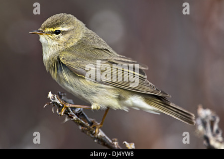 Willow Warbler Phylloscopus trochilus, Banque D'Images