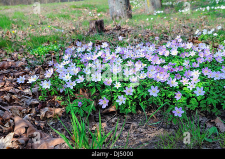 Anemone nemorosa pink Banque D'Images