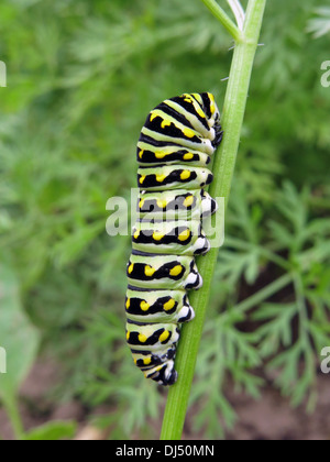 Insecte papillon machaon tigre caterpillar eating carrot verts Banque D'Images