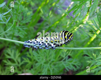 Insecte papillon machaon tigre caterpillar eating carrot verts Banque D'Images