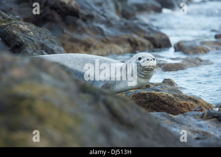 Le phoque moine hawaiien en natation piscine de marée au large de l'Île Manana Banque D'Images