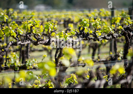 Vignoble bio à McLaren Vale, Australie. Chardonnay sur treillis peu après le débourrement au printemps Banque D'Images