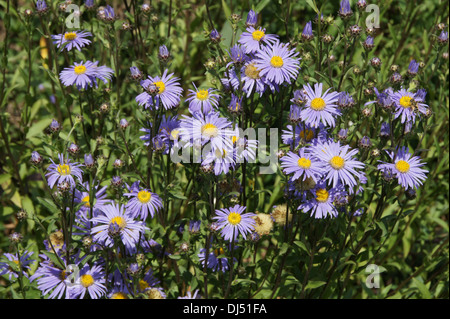 European Michaelmas Daisy Banque D'Images