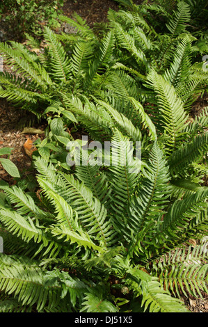 Western sword fern Banque D'Images