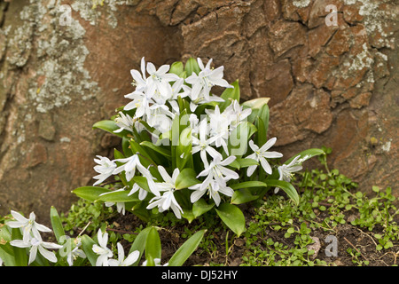 Fleur de cône (Bulbocodium vernum) Banque D'Images