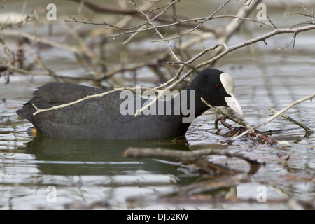 Foulque macroule (Fulica atra) Banque D'Images