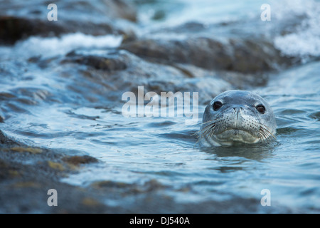 Le phoque moine hawaiien en natation piscine de marée au large de l'Île Manana Banque D'Images