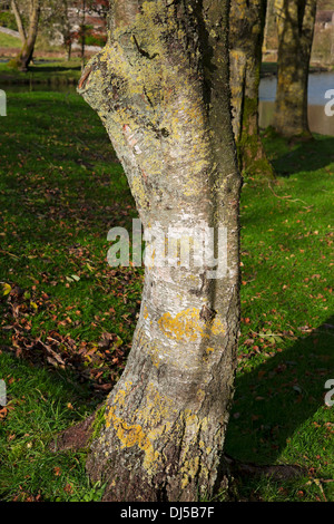 Gros plan de Lichen poussant sur l'écorce de bouleau argenté En automne Angleterre Royaume-Uni Royaume-Uni Grande-Bretagne Banque D'Images