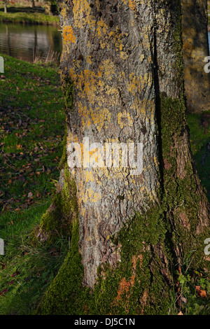 Gros plan de Lichen poussant sur l'écorce d'arbre en automne Angleterre Royaume-Uni Grande-Bretagne Banque D'Images