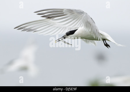 Sterne caugek (Sterna sandvicensis) en vol Banque D'Images