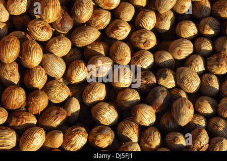 Fruits du palmier à huile d'Afrique Banque D'Images