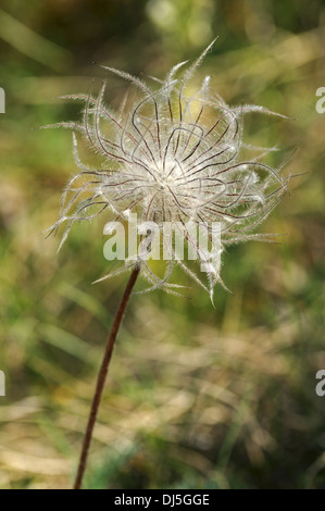 Graines d'anémone pulsatille, Pulsatilla sp. Banque D'Images