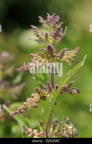 Blooming ortie, Urtica dioica Banque D'Images