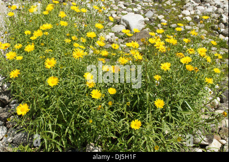 Yellow Oxeye Daisy Banque D'Images