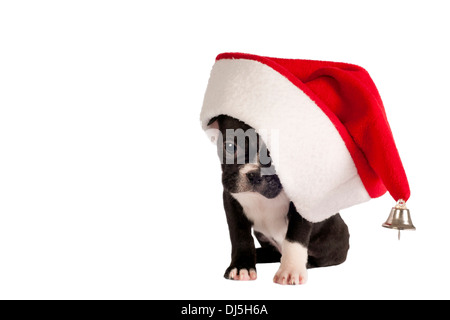 Mignon chiot Bouledogue Français with Santa hat sur un fond blanc. Banque D'Images