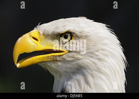 Pygargue à tête blanche (Haliaeetus leucocephalus) Banque D'Images