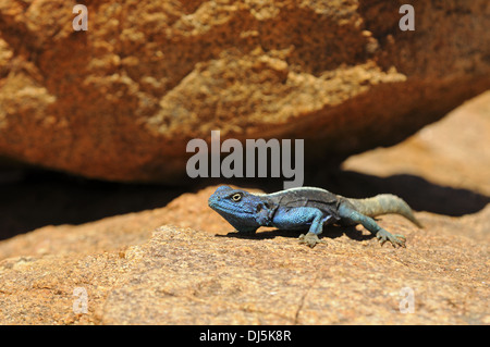 Homme rock agama Banque D'Images