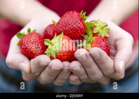 Les mains pleines de fraises fraîches Banque D'Images