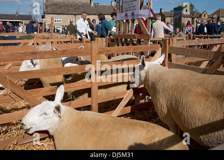 Gros plan de la frontière Leicester moutons dans un PEN village Masham Sheep Fair North Yorkshire Dales Angleterre Royaume-Uni GB Grande-Bretagne Banque D'Images