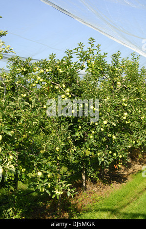 Plantation d'Apple, grêle Banque D'Images