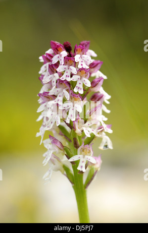 Orchidée de feu Banque D'Images