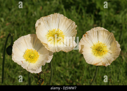 Pavot d’Islande Banque D'Images