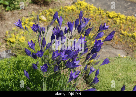 Le Triteleia laxa, Frühlingsstern Banque D'Images