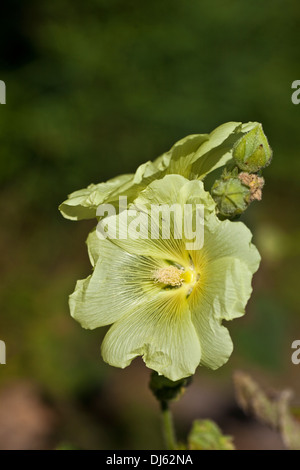 Rose Trémière jaune dans le jardin Banque D'Images