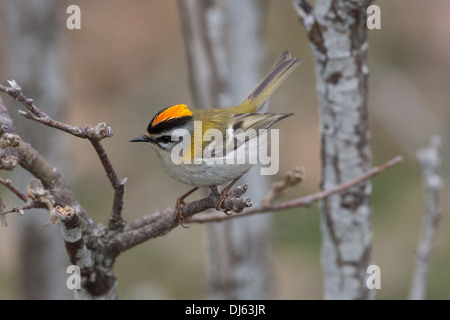 Firecrest Regulus ignicapilla Banque D'Images