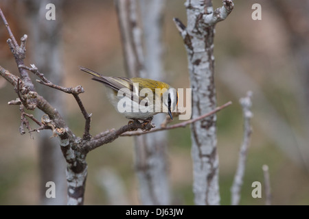 Firecrest Regulus ignicapilla Banque D'Images