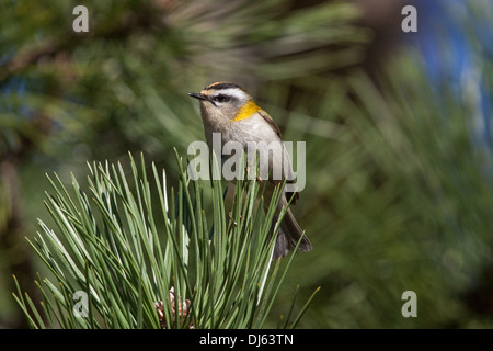 Firecrest Regulus ignicapilla Banque D'Images