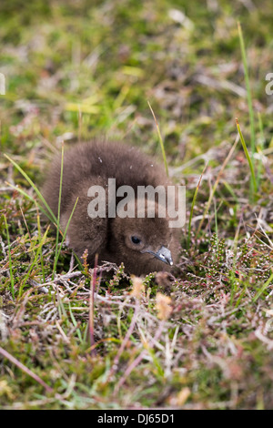 Labbe parasite (Stercorarius parasiticus) chick sur Fair Isle, Shetland, UK Banque D'Images