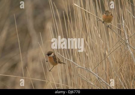 Stonechats (Saxicola torquata) assis sur des roseaux, faemale face caméra, homme ci-dessous à gauche) à l'écart. Banque D'Images