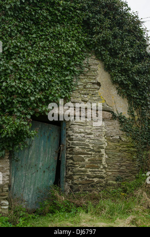 Vieux robuste porte verte dans un ancien bâtiment de ferme couverte de lierre pour images publicitaires à la recherche de fermes et de bâtiments. Banque D'Images