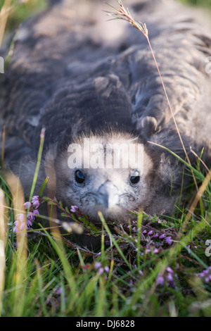 Labbe parasite (Stercorarius parasiticus) chick sur Fair Isle Banque D'Images