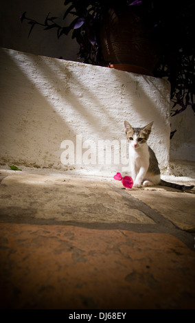 Cat sitting grec avec une fleur paisiblement dans un pool de lumière sur un sol carrelé avec un mur blanc derrière. Banque D'Images