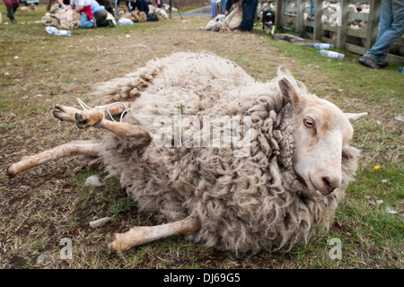 Les jambes attachées avec des moutons pour tondre, Fair Isle, Shetland, UK Banque D'Images