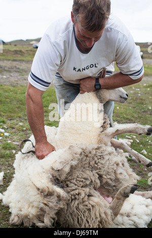 L'homme la tonte des moutons avec des cisailles à main, Fair Isle, Shetland Banque D'Images