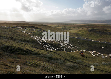 Les moutons round-up à Reykholt en automne le sud de l'Islande. Après le round-up de moutons sont triés dans les stylos et recueillies par les agriculteurs locaux. Banque D'Images
