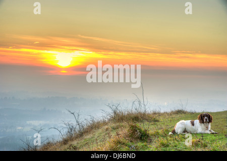 Chien obéissant (foie et blanc English Springer Spaniel) sur la colline avec le coucher du soleil Banque D'Images