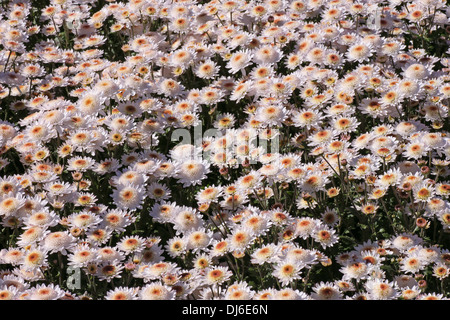 Avec parterre de chrysanthèmes à l'automne Banque D'Images