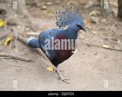 Victoria Pigeon Goura couronné (Victoria) - Loloata Island près de Port Moresby, Papouasie Nouvelle Guinée Banque D'Images