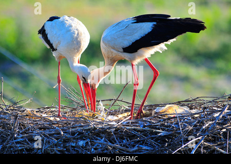 Cigüeña blanca,pareja,reproducción animal,nido,naturaleza salvaje, medio ambiente Banque D'Images