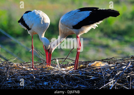 Cigüeña blanca,pareja,reproducción animal,nido,naturaleza salvaje, medio ambiente Banque D'Images