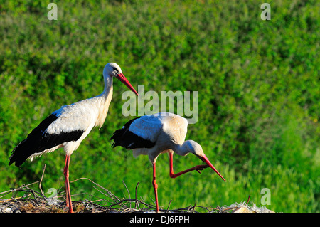 Cigüeña blanca,pareja,reproducción animal,nido,naturaleza salvaje, medio ambiente Banque D'Images