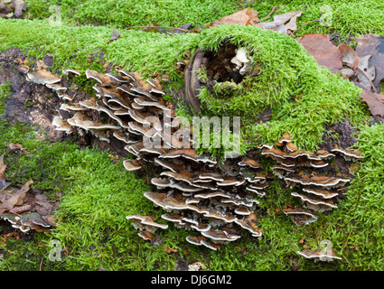 Beaux champignons d'automne en Finlande Banque D'Images