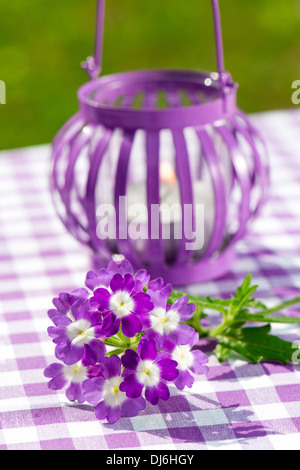 Lanterne de jardin avec verveine fleur sur fond à carreaux Banque D'Images