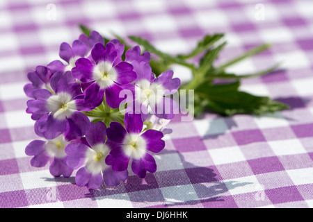 Verveine violette fleur sur un fond à carreaux Banque D'Images