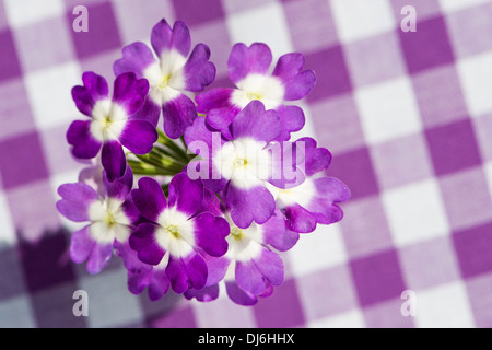 Verveine violette fleur sur un fond à carreaux Banque D'Images